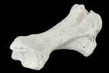 Miocene Rhino (Teleoceras) Tibia - Nebraska #143493-3